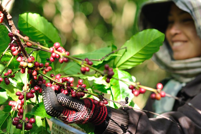 Full Day Crossing the Bolaven Plateau - Why the Bolaven Plateau makes a good day trip from Pakse