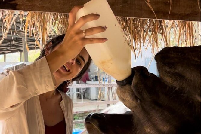 Laos Buffalo Dairy Tours Interact, Learn and Taste Fresh Flavors - Why this farm visit feels different