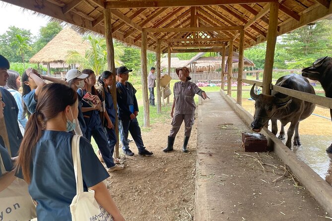 Laos Buffalo Dairy Tours Interact, Learn and Taste Fresh Flavors - Choosing between the farm tour options