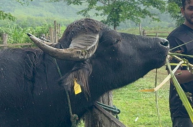 Laos Buffalo Dairy Tours Interact, Learn and Taste Fresh Flavors - What the experience teaches about farming