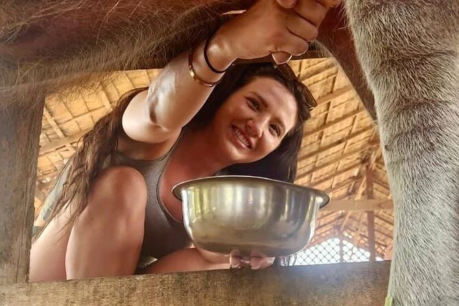 Laos Buffalo Dairy Tours Interact, Learn and Taste Fresh Flavors - Timing, weather, and practical planning