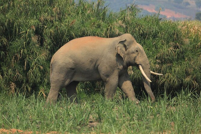Laos Elephant Sanctuary keeper+ Kuangsi waterfall +Hmong village - Key points at a glance