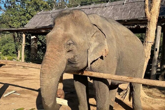 Laos Elephant Sanctuary keeper+ Kuangsi waterfall +Hmong village - Why this Luang Prabang day works so well