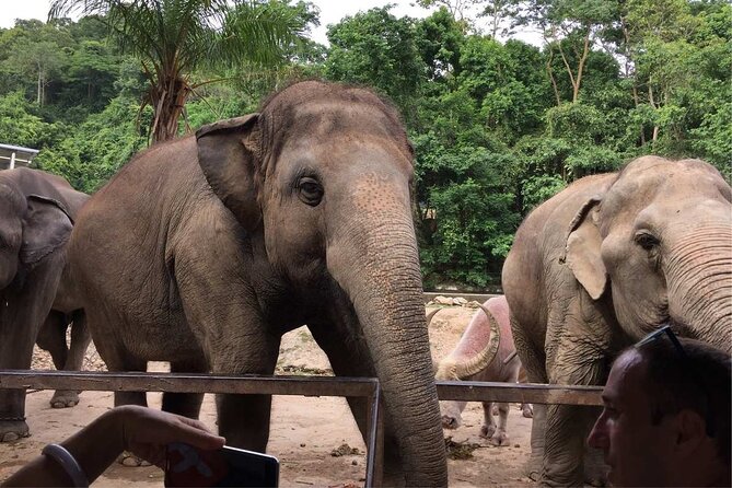 Laos Elephant Sanctuary keeper+ Kuangsi waterfall +Hmong village - Meeting the elephants at the conservation facility