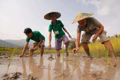 Living Land Farm Rice Experience