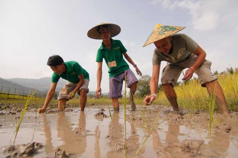 Living Land Farm Rice Experience - Planting rice and understanding the farming cycle