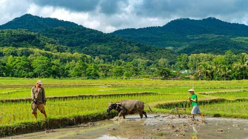 Living Land Farm Rice Experience - Vegetable gardens and the farm’s wider purpose