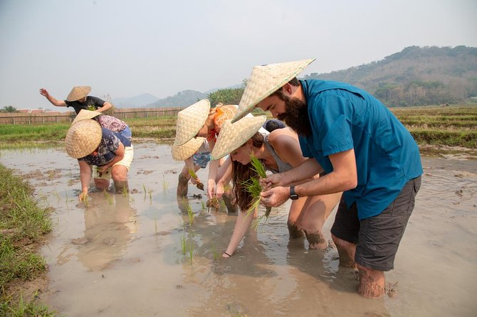 Living Land Rice Farming Experience - Bamboo, sugar cane, and the work beyond rice