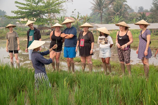 Living Land Rice Farming Experience - Lunch of Luang Prabang food, if you choose the right package