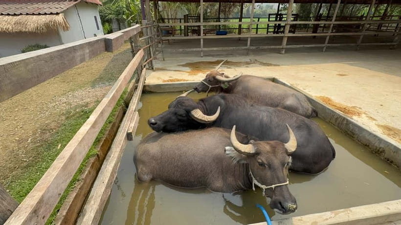Luang Prabang: Farm Tour and Buffalo Buffet Adventure - Five things to know before you go