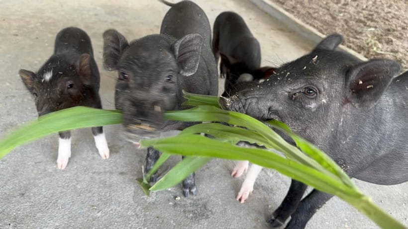 Luang Prabang: Farm Tour and Buffalo Buffet Adventure - Staff, language, and the feel of the experience