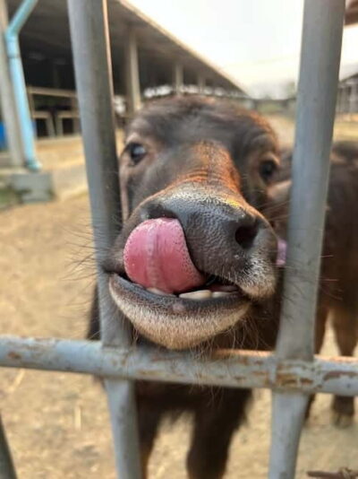 Farm Tour and Buffalo Buffet Adventure