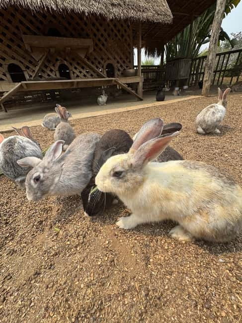 Luang Prabang: Farm Tour and Buffalo Buffet Adventure - Who should book this farm adventure