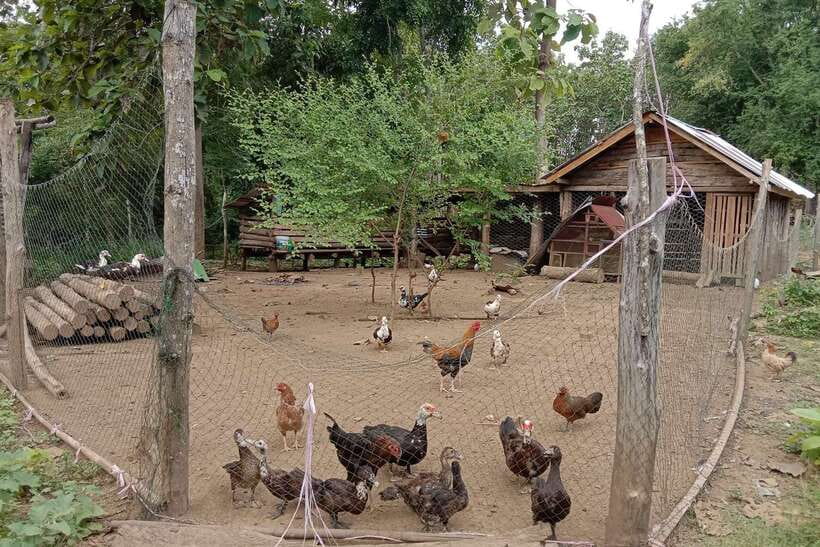 Luang Prabang: Organic Farm Experience & Hike to Kuang si - Key points at a glance