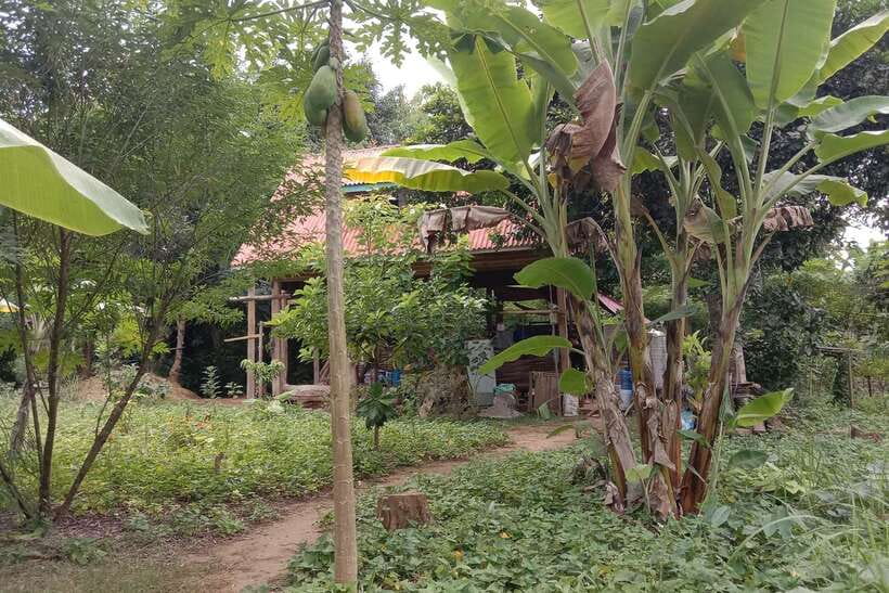Luang Prabang: Organic Farm Experience & Hike to Kuang si - Choosing Ingredients in a Family Garden