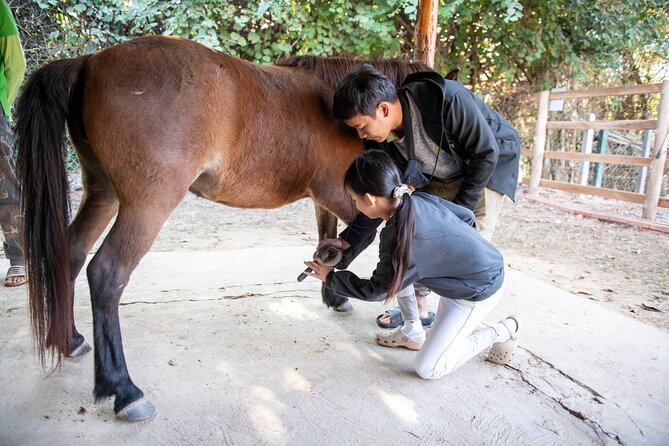 Pony Riding in Luang Prabang - From the Arena to the Countryside