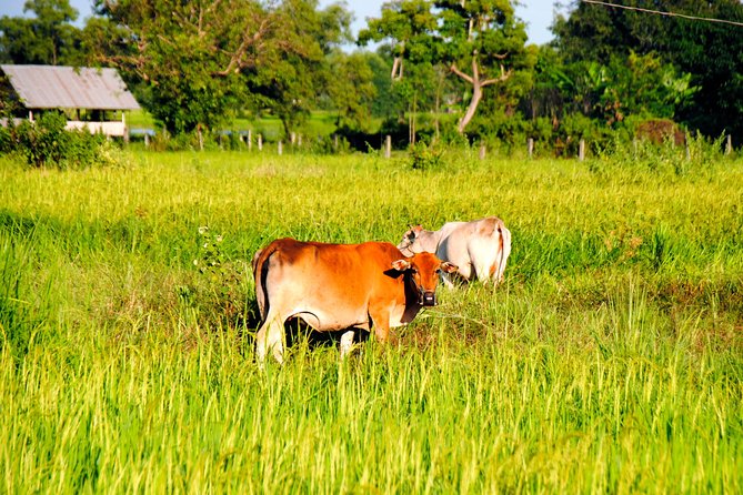 Vientiane Day Trip By Bike To Tad Moon Waterfall - Key Points at a Glance